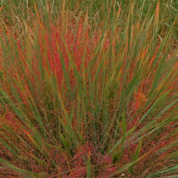 Iarba dragostei, purpurie