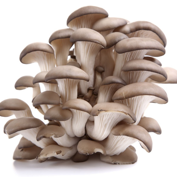 Ciupercă Păstrăv de fag