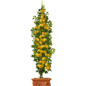Agriş columnar Invicta