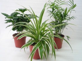 Set plante de interior