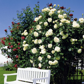 Trandafir alb căţărător Schneewalzer
