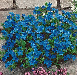 Mei păsăresc "Heavenly Blue"