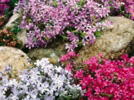 Brumărele târâtoare, mix de culoare (3 buc)