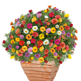 Portulaca Samba (3 buc)