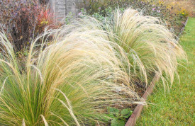 Stipa tenuissima