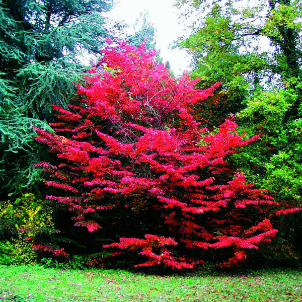 Arbore de fier persan