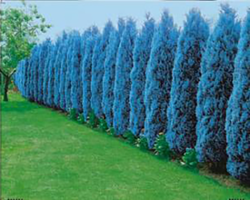 Chiparos albastru (3 buc)