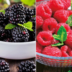 4 buc Zmeur Rubina Royal + 4 buc Mur Black Bromba 