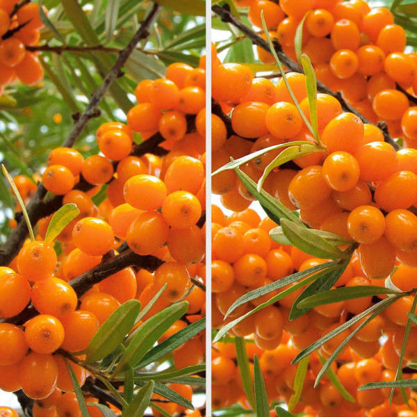 Ofertă de cătină 3 buc. (2 productivi, 1 polenizator)