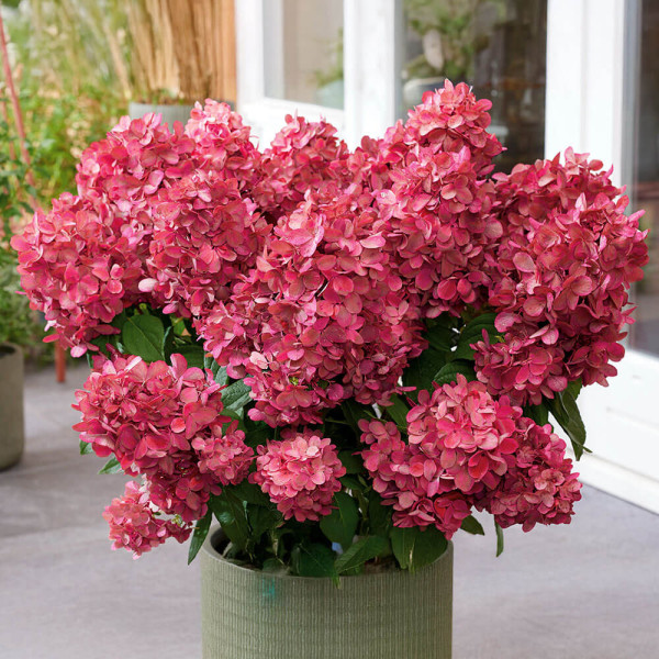 Hortensie Bloody Marie