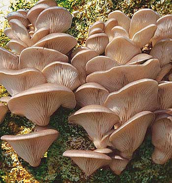 Miceliu de ciuperci Păstrăv de Fag