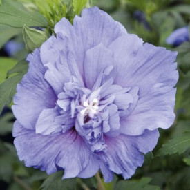 Hibiscus Blue Chiffon