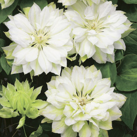 Clematită Yukiokoshi