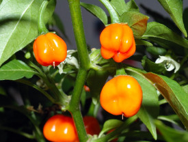 Ardei iute Habanero, de culoare portocalie