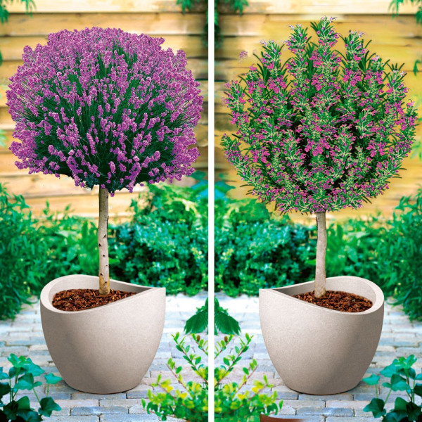 Levănțică și rozmarin cu tulpină înaltă