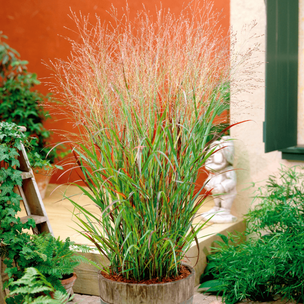 Iarbă Panicum virgatum (3 buc)