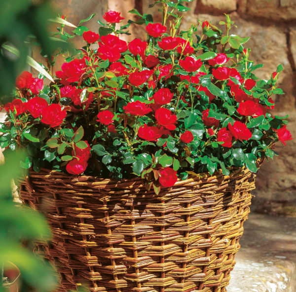 Trandafir Zepeti, în ghiveci