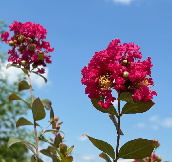 Liliac indian roșu Petite Red
