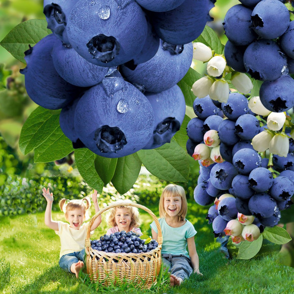 Afin Dublue + Pământ pentru afin 20l