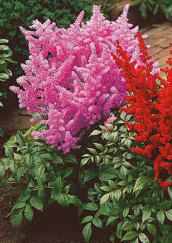 Astilbe roz