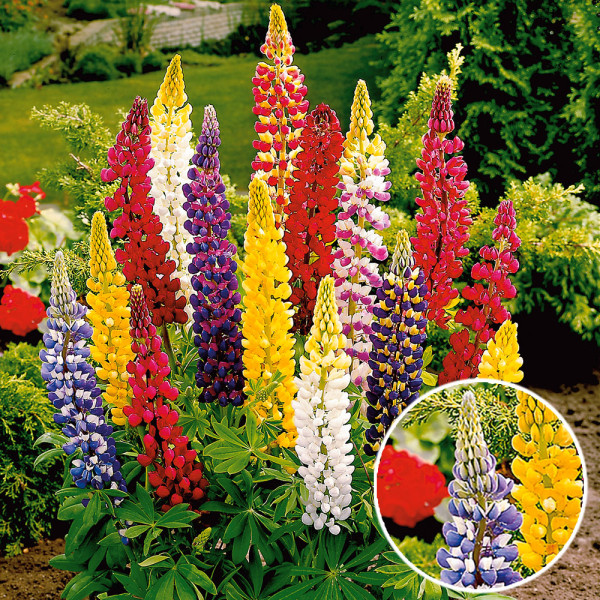 Iarbă cu ochi albaştri Sapphire (3 buc)