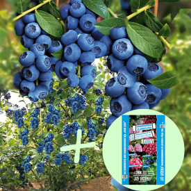 Afin Reka + Pământ pentru afin 20l