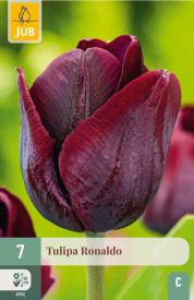 Lalele Ronaldo ( 7 buc)