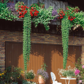 Iederă terestră (3 buc)