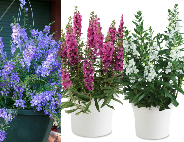 Angelonia Blue + Pink + White (3 buc)