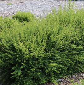 Caprifoi veșnic verde