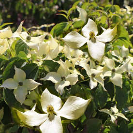 Corn japonez columnar Flower Tower 