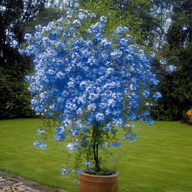 Floarea dragostei, cu tulpini lignificate