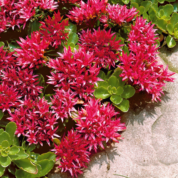 Floare grasă roşie (3 buc)