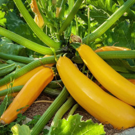 Zucchini galben Culinari-Gold
