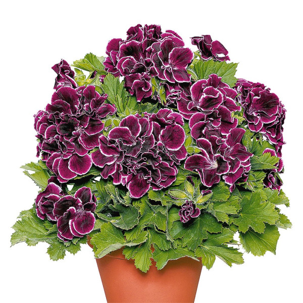 Mușcartă Aristo Black Beauty în ghiveci mare