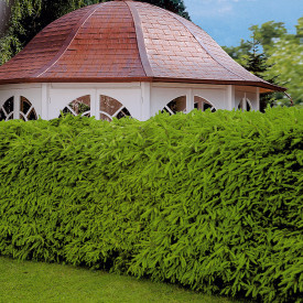 Brad pentru gard viu