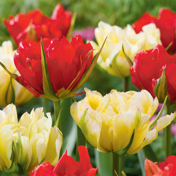 Lalele Sweet & Love Valley (6 buc)