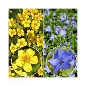 6 buc Ciocul berzei + 6 buc Saschiu