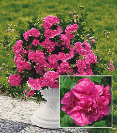 Muşcată trandafir Pink (3 buc)
