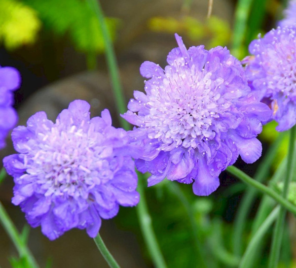 Scabiosa albastră