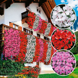 Mușcate Trio de vis Roșu-Alb-Roz (9 buc)