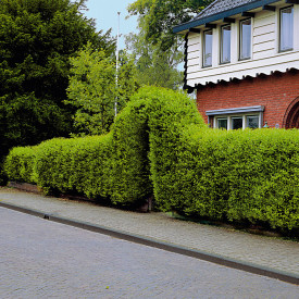 Lemn câinesc (10 buc) 