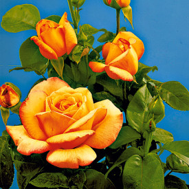 Trandafir Gloria Dei 