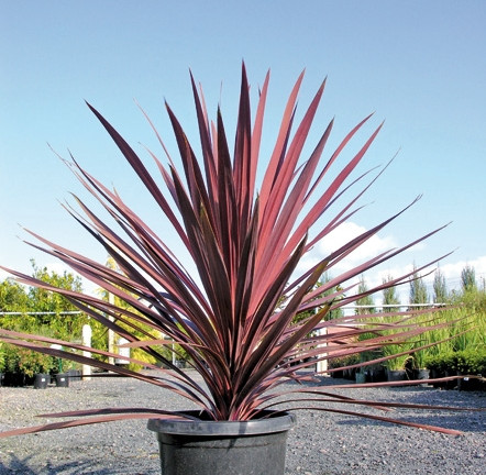 Cordiline australian Red Star