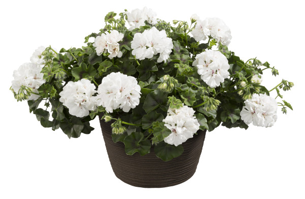 Mușcată semi curgătoare Royal White (3 buc)