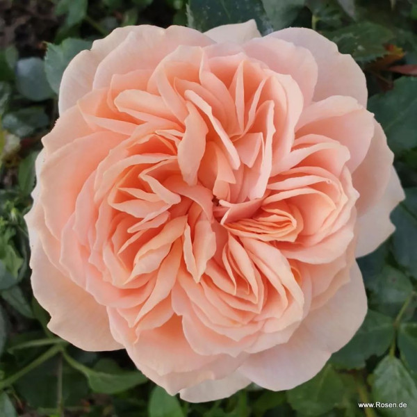 Trandafir Garden of Roses