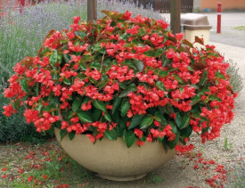 Begonie Aripi de dragon, mare