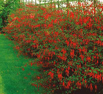 Cerceluş rezistent la frig