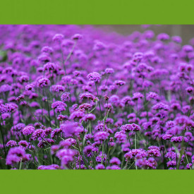 Verbena înaltă (3 buc)