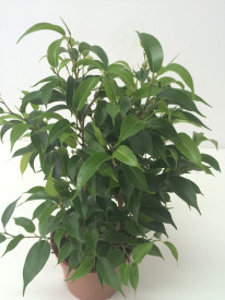 Ficus benjamina Natasja